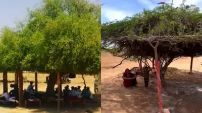 Rajasthan's 'Desi AC': Mithi Jal Trees Provide Natural Cooling Amid Heatwave
