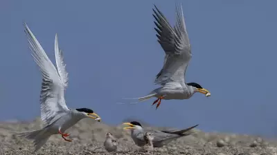 River Terns Abandon Bhadra as Weeds Destroy Nesting Islands
