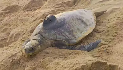 Satellite Tagging Reveals Olive Ridley Turtles' Inter-Rookery Movement in Odisha