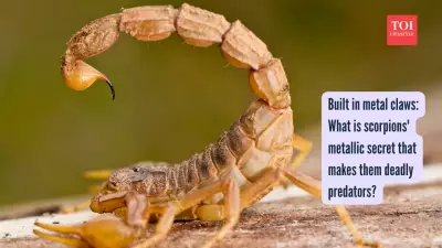 Scorpion Stingers Fortified with Metals: Study Reveals Zinc, Manganese Layers