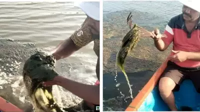 Sewage Pollution Endangers DPS Flamingo Lake in Navi Mumbai