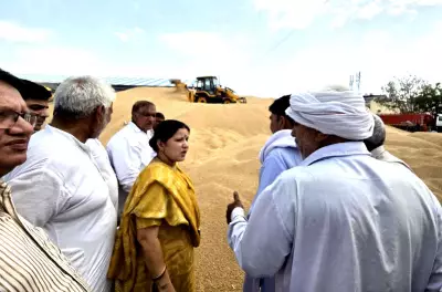 Slow Wheat Lifting in Jhajjar Mandis Amid Heavy Arrivals Draws Criticism