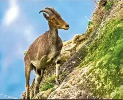 Tamil Nadu Launches 'Varudai' App for Nilgiri Tahr Survey