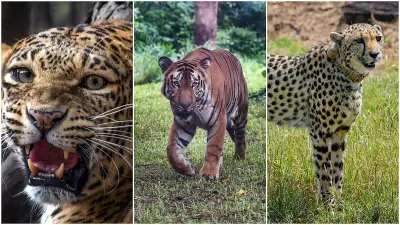 Tiger, Cheetah, Leopard Seen Together in Ranthambore's Rare Wildlife Moment