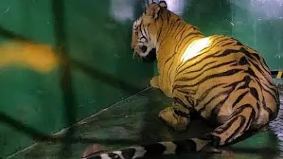 Tigress Rescued in Hediyala Range, Shifted to Bannerghatta After Night Operation