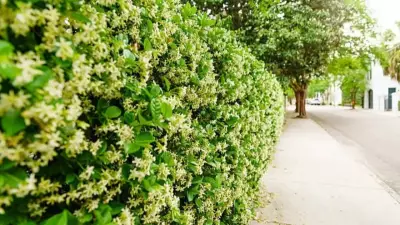 Transform Your Fence with Carolina Jessamine: A Natural Green Wall Solution