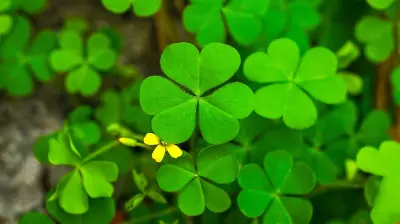 Uninvited Garden Guests: Decoding the Quirks of Nature's Surprise Visitors