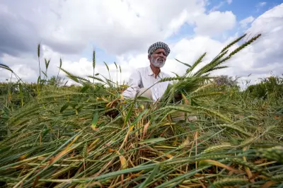 Unseasonal Rains in Amritsar Spark Crop Yield Concerns Among Farmers
