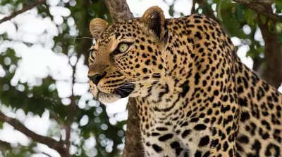 Uttarakhand Leopard Attack Claims Life of 4-Year-Old Girl in Pauri