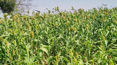 Vijayapura's 'White Pearl': How Karnataka's Jowar Hub Earns Its Punjab Title