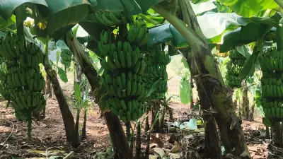 West Asia Conflict Ceasefire Fails to Save Andhra Pradesh Banana Farmers from Ruinous Losses