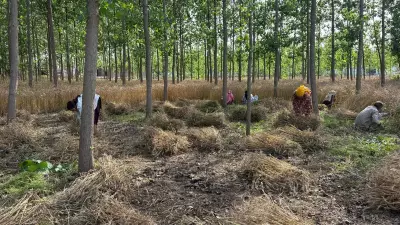 Wheat Harvesting Accelerates in Yamunanagar as Weather Conditions Improve