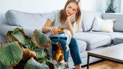 Why Your Houseplants Die: Expert Reveals It's Not Your Fault