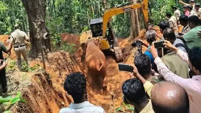 Wild Elephant Rescued from Dry Well in Mangaluru After Dramatic Operation