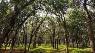 Word of the Day: April 25 - Arboreal Meaning and Usage