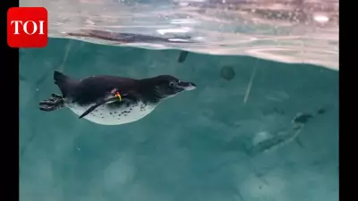 World's Oldest Humboldt Penguin Celebrates 38th Birthday at Cornwall Sanctuary