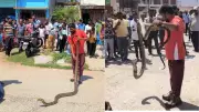 12-Foot King Cobra Rescued from Crowded Ganjam Locality, Panic Ensues