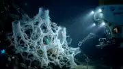 38 New Marine Species Discovered in Japan's Deep Sea 'Glass Castle'
