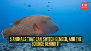 5 Animals That Can Switch Gender and the Science Behind It