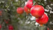 5 Indian Summer Fruits You Can Easily Grow in Your Backyard
