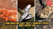5 Most Docile Snake Species That Prefer Retreat Over Attack