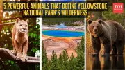5 Powerful Yellowstone Animals and How to Spot Them in the Wild