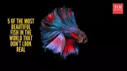 5 Unbelievably Beautiful Fish That Look Like They're From Another World