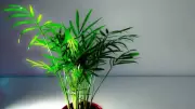 7 Air-Purifying Plants for Terrace Gardens: Natural Air Filters