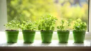 7 Indoor Herbs You Can Grow Near a Sunny Window for Fresh Flavor Year-Round