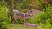 7 Prime Locations to Spot the Elusive Indian Wolf in Its Natural Habitat