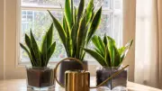 9 Reasons Every Home Needs a Snake Plant This Summer