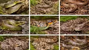 A Guide to Japan's Snake Species: Habitats, Behaviors, and Danger Levels