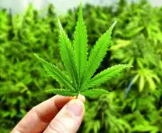 Air India Co-Pilot Deported from US After Marijuana Found in Baggage