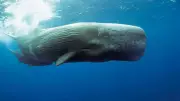 Ambergris: The Million-Dollar 'Whale Vomit' Powering Luxury Perfumes