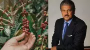 Anand Mahindra Reveals Family's Coffee Legacy in Kodagu, Compares with Araku's Global Rise
