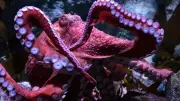 Ancient 'Octopus' Fossil Reclassified as Nautilus Relative in Scientific Breakthrough
