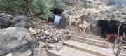 Animal Cruelty at Raigad Fort: 5 Donkeys Dead, Authorities Issue Warnings