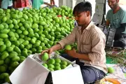 AP Fuel Crisis Hits Mango Exports and Aquaculture Hard