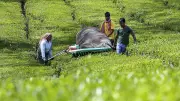Assam and West Bengal Tea Bodies Urge PM Modi to Revoke Auction Directives