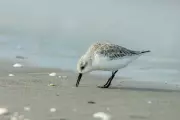Australian Shorebird Spotted Over 7,400 km Away in Andaman Islands