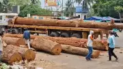 Baladevjew Temple Gets Sal Wood for Second-Tallest Chariot in Odisha