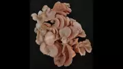 BAU Scientists Develop Disease-Resistant Pink Oyster Mushroom for Bihar Farmers