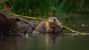 Beavers: Nature's Unsung Climate Heroes in Carbon Sequestration