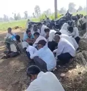 Bee Swarm Attack at Kolhapur Crematorium Injures 55 During Funeral Rites