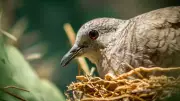 Beyond Birds: 5 Surprising Animals That Build Nests Like Nature's Architects