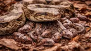 Beyond Egg-Laying: The Fascinating World of Live-Bearing Snakes