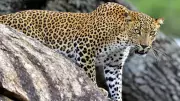 Beyond Optics: Addressing Root Causes of India's Leopard-Human Conflict