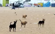 Bhubaneswar Sends Stray Dog Blood Samples to Bengaluru for Rabies Vaccine Efficacy Study