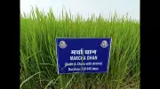 Bihar Accelerates GI Tag Drive to Protect Cultural & Agricultural Heritage