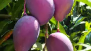 Bihar Farmer Grows World's Costliest Rs 2.5 Lakh/Kg Miyazaki Mango